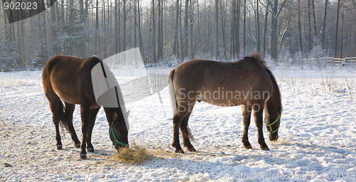 Image of Two Tarpan like Polish Horses