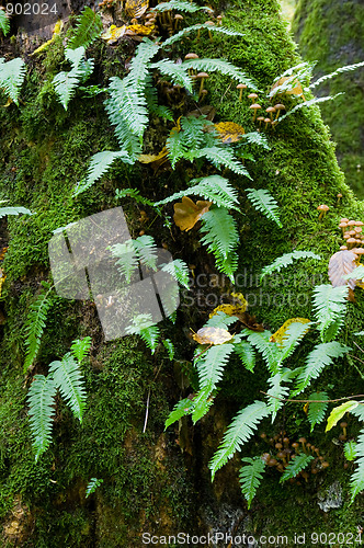 Image of Oak tree with Common Polypody fern