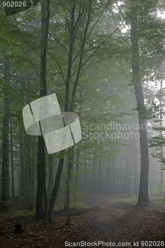 Image of Path crossing misty autumnal forest