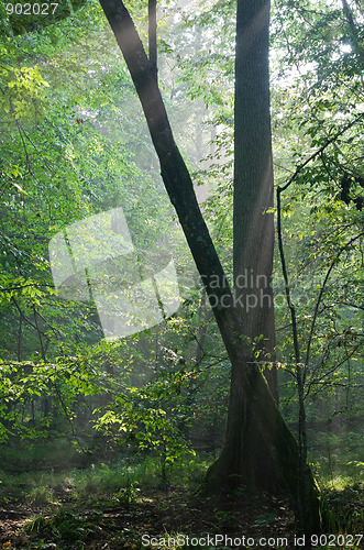 Image of First light of morning entering old forest
