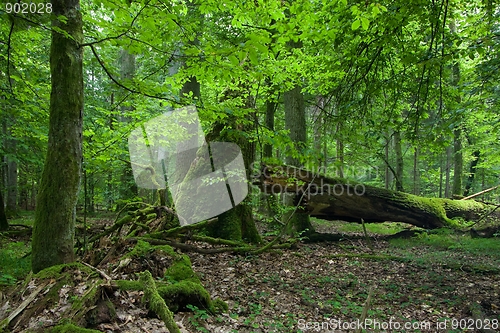 Image of Old oak broken lying