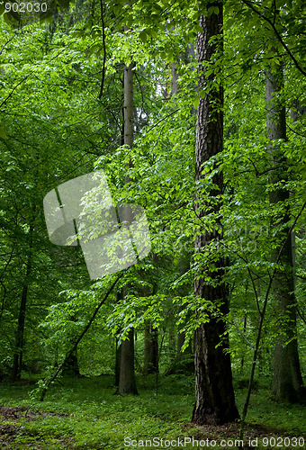 Image of Mixed forest stand