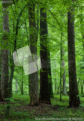 Image of Mixed forest rain after