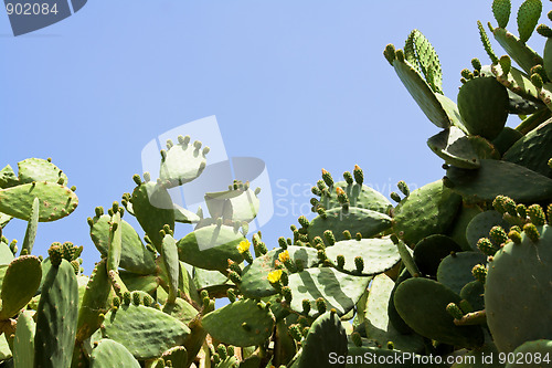 Image of Prickly pear cactus flowering yellow on the blue sky background