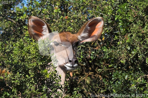 Image of Peek-a-boo