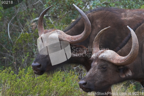 Image of Gazing buffalo