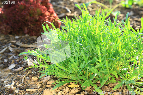 Image of Arugula