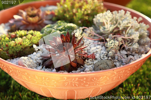 Image of Small rock garden