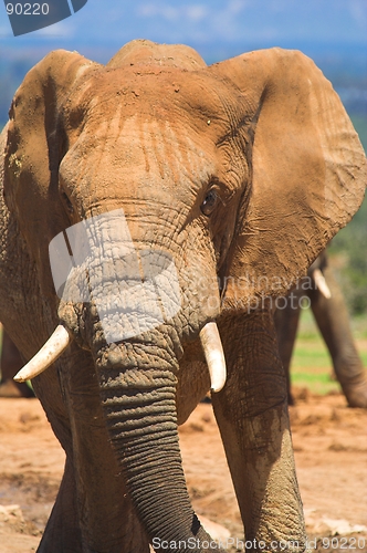 Image of Elephant Close up