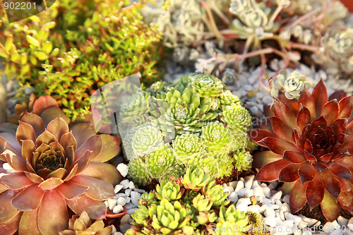 Image of Small rock garden