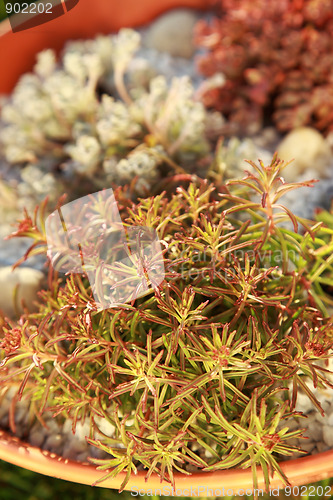 Image of Small rock garden