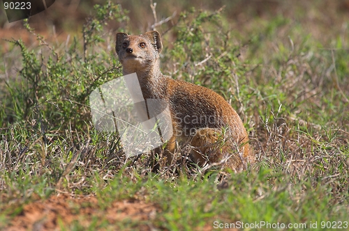 Image of Mongoose