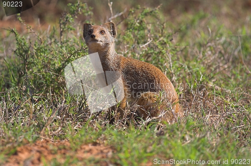 Image of Mongoose