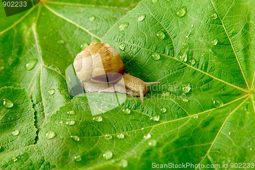 Image of snail and water drops on green leaves