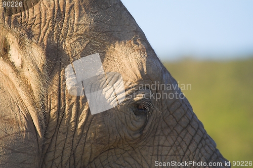 Image of Elephant Skin