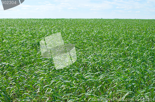 Image of wheat field