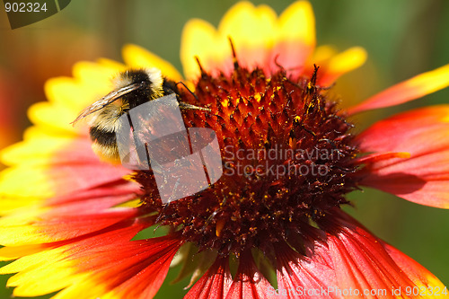 Image of Working bumblebee.