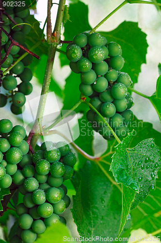 Image of Grape