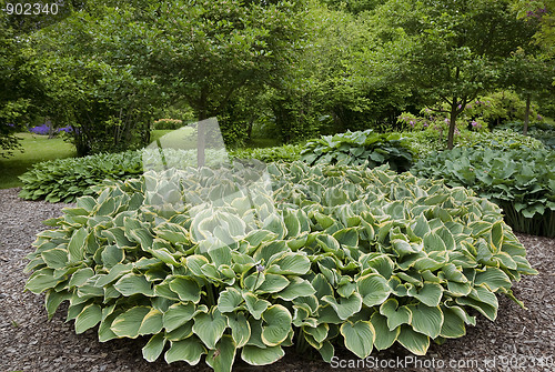 Image of Hosta in June