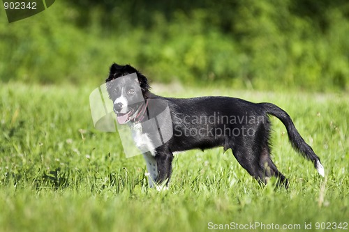 Image of Border collie