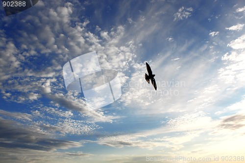 Image of Bird on sky