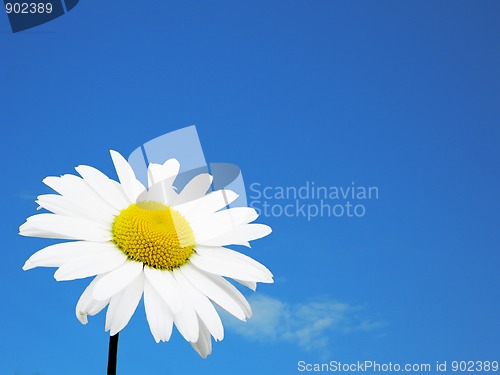 Image of White flower and sky