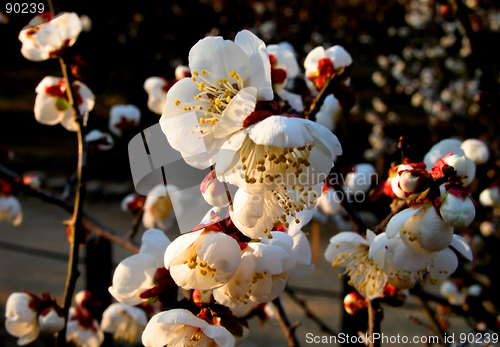 Image of White Plum Flowers