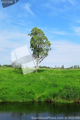 Image of Single tree under blue sky