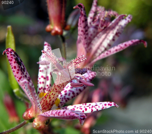 Image of Flower