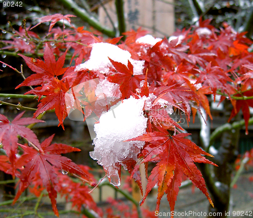 Image of Seasons Blending