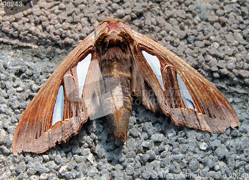 Image of Night Butterfly