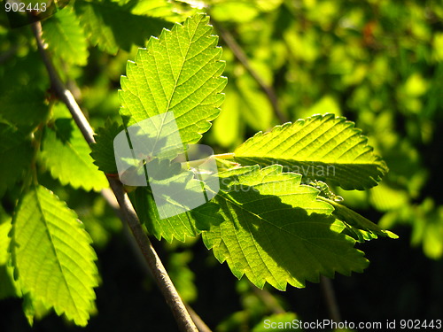 Image of Green leaves 