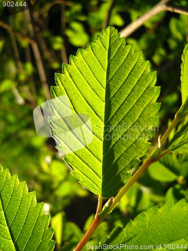 Image of Green leaves