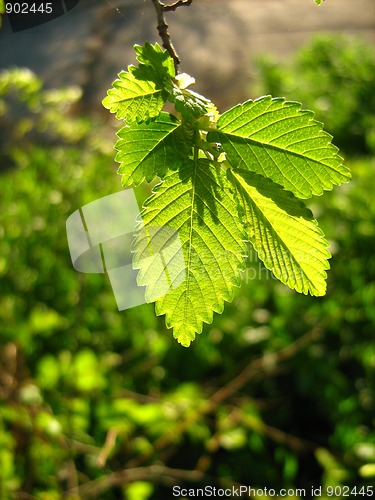 Image of Green leaves