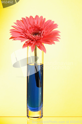 Image of gerbera