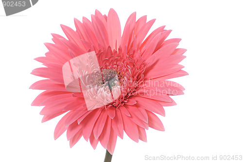 Image of pink flower