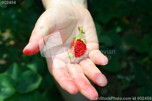 Image of strawberries