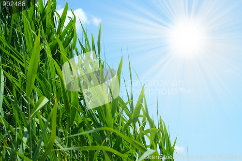 Image of sun and grass