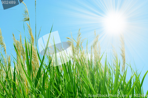 Image of sun and grass