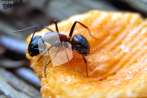 Image of Ant