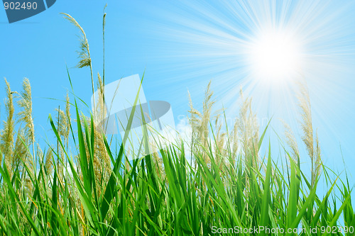 Image of sun and grass