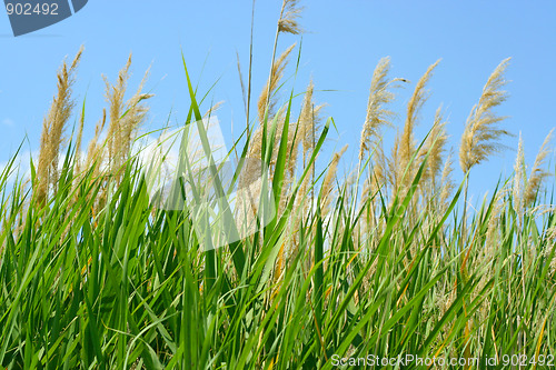 Image of sun and grass