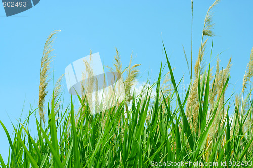 Image of sun and grass