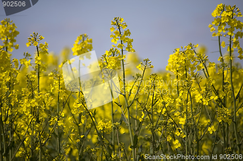 Image of rapeseed