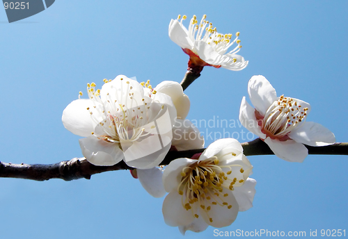 Image of Plum Inflorescence