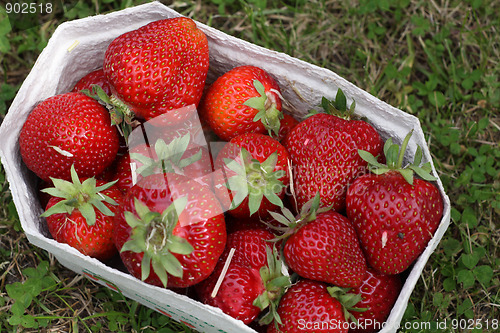 Image of jordbær