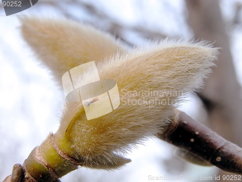 Image of Magnolia Buds