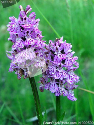 Image of Beautiful spotted-orchids closeup 