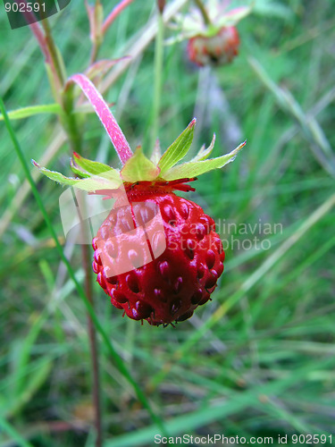 Image of Fresh wild strawberry