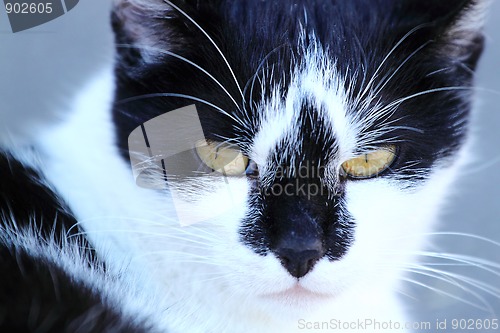 Image of close up cat portrait 